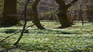 der Waldboden ist über und über mit weißblühenden Anemonen (Windröschen) bedeckt